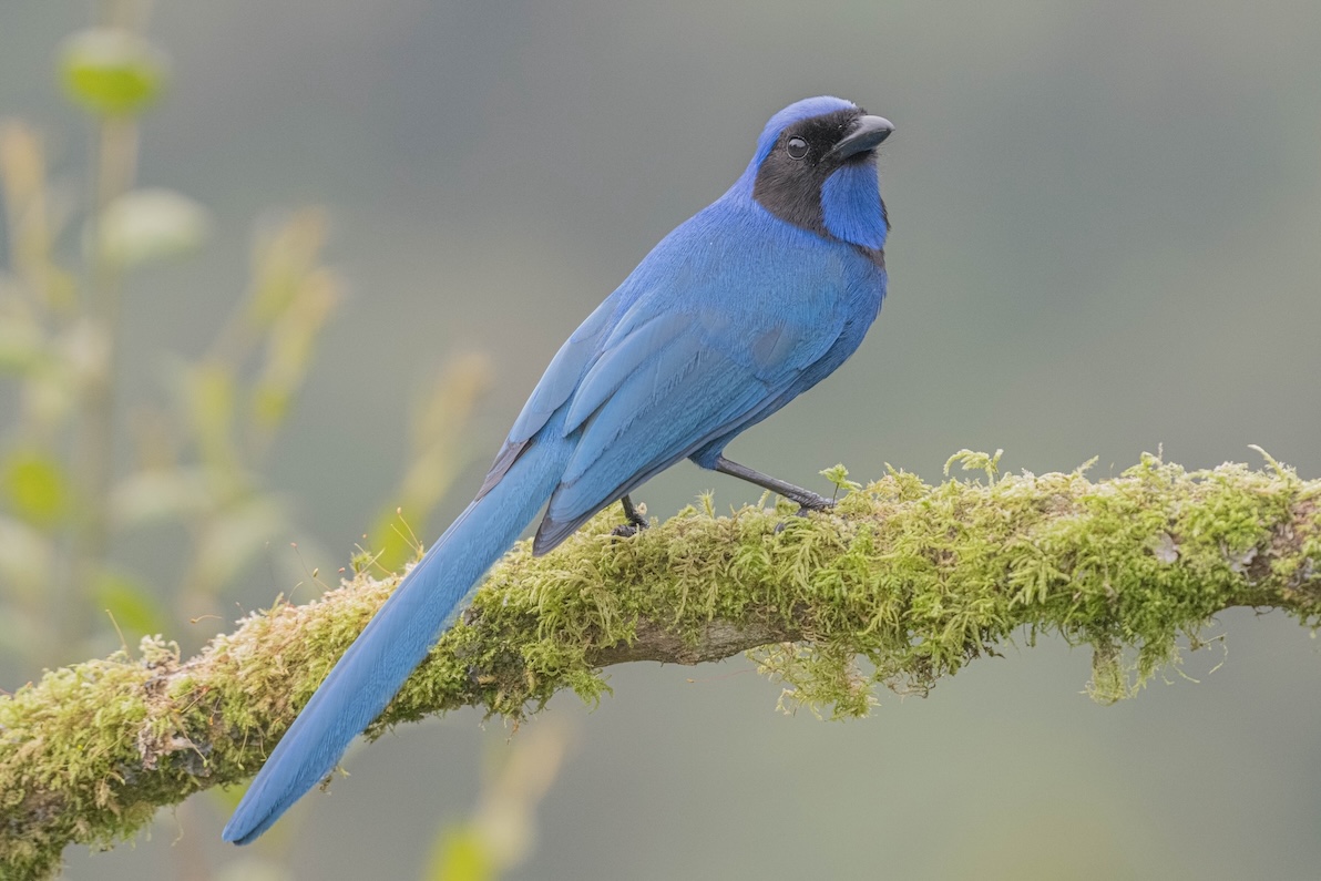 Colors of the Andes: Colombia Bird Photography Tour